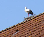 Stork i Bergenhusen
