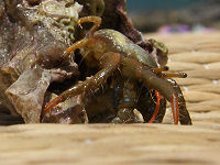 Nrbillede af krabben i konkylien
