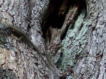 Firben i træ