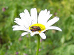Insekter i blomst