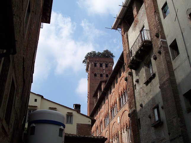 Trnet 'Torre Guinigi' med trer p toppen, Lucca.