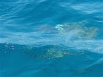 havskildpadde