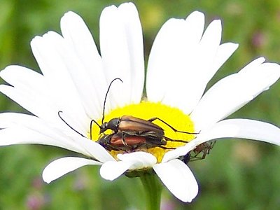 Blomst med biller