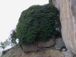 Nøjsomt træ, Meteora